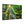 Forest Canvas Print – Semi Glossy Finish - Dipaliz - Posters Prints & Visual Artwork