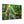 Forest Canvas Print – Semi Glossy Finish - Dipaliz - Posters Prints & Visual Artwork
