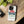 Dragonfly Tough Cases - Extra Durability - Dipaliz - Mobile Phone