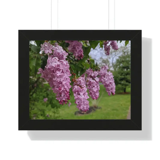 Capture Spring with a Framed Purple Lilacs Horizontal Poster - 14″ × 11″ / Black