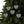 Spruce and Berries Ornaments – Glossy Finish - Dipaliz - Holiday