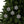 Spruce and Berries Ornaments – Glossy Finish - Dipaliz - Holiday