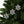 Spruce and Berries Ornaments – Glossy Finish - Dipaliz - Holiday