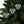 Spruce and Berries Ornaments – Glossy Finish - Dipaliz - Holiday