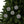 Spruce and Berries Ornaments – Glossy Finish - Dipaliz - Holiday