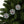Spruce and Berries Ornaments – Glossy Finish - Dipaliz - Holiday