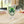 Chic St. Patrick’s Shamrock Pint Glass 16oz - Dipaliz - Beer Glasses