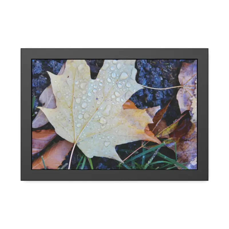 Drip-dazzling Maple Leaf Framed Posters: Nature’s Water Drop Magic - 18″ x 12″ (horizontal) / Black Frame / Semi