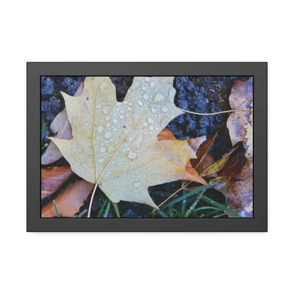 Drip-dazzling Maple Leaf Framed Posters: Nature’s Water Drop Magic - 18″ x 12″ (horizontal) / Black Frame / Fine