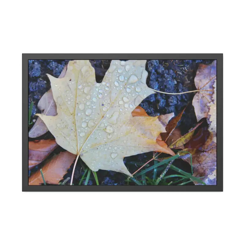 Drip-dazzling Maple Leaf Framed Posters: Nature’s Water Drop Magic - 36″ x 24″ (horizontal) / Black Frame / Fine