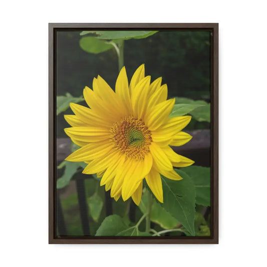 Sunflower Gallery Canvas Wraps: Transform your Space - 12″ x 16″ / Premium Wraps (1.25″) / Walnut