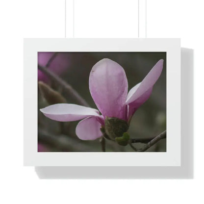 Pink Magnolia Framed Horizontal Poster: Elegance in Every Size! - 14″ x 11″ / White Poster