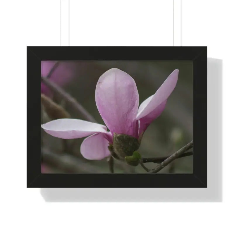 Pink Magnolia Framed Horizontal Poster: Elegance in Every Size! - 16″ x 12″ / Black Poster