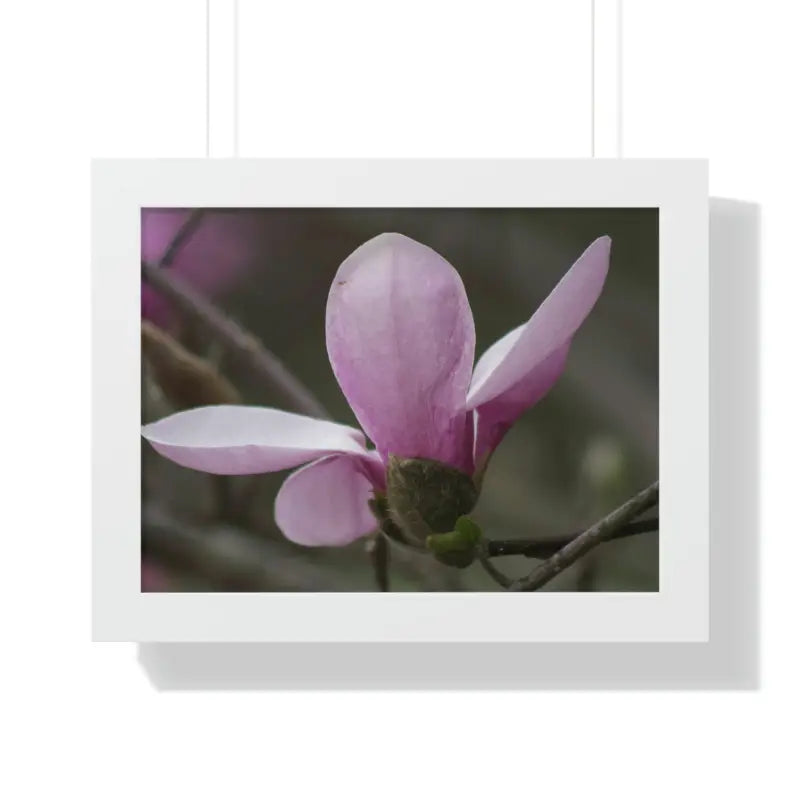 Pink Magnolia Framed Horizontal Poster: Elegance in Every Size! - 16″ x 12″ / White Poster