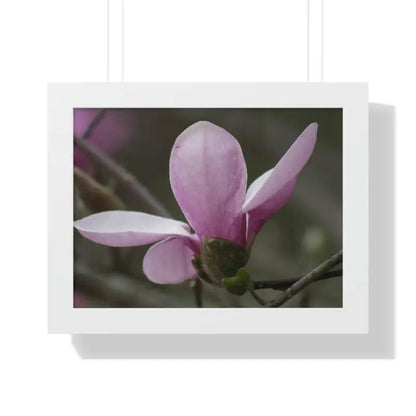 Pink Magnolia Framed Horizontal Poster: Elegance in Every Size! - 16″ x 12″ / White Poster