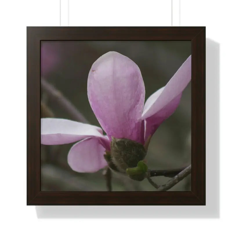 Pink Magnolia Framed Horizontal Poster: Elegance in Every Size! - 16″ x / Walnut Poster