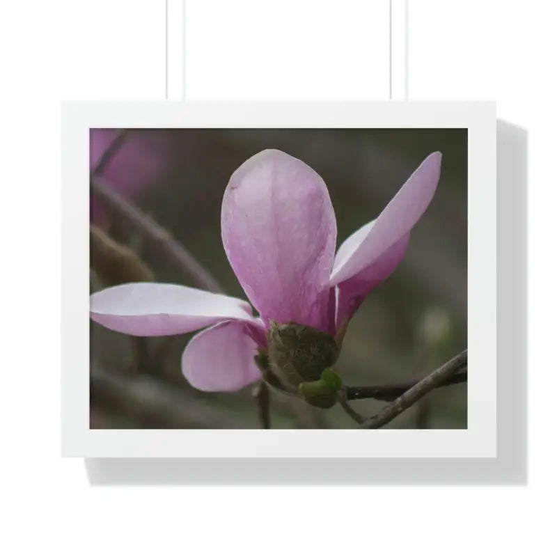 Pink Magnolia Framed Horizontal Poster: Elegance in Every Size! - 20’’ x 16’’ / White Poster