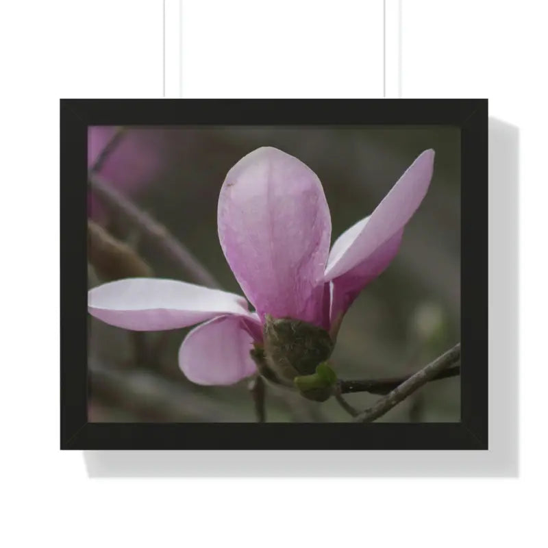 Pink Magnolia Framed Horizontal Poster: Elegance in Every Size! - 20’’ x 16’’ / Black Poster