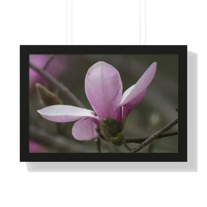 Pink Magnolia Framed Horizontal Poster: Elegance in Every Size! - 24″ x 16″ / Black Poster