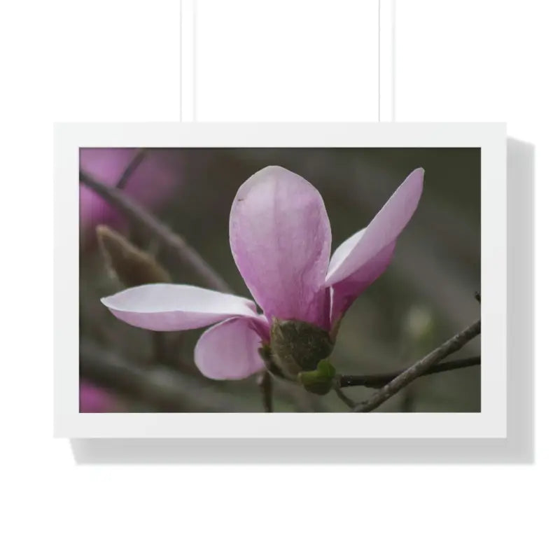 Pink Magnolia Framed Horizontal Poster: Elegance in Every Size! - 24″ x 16″ / White Poster