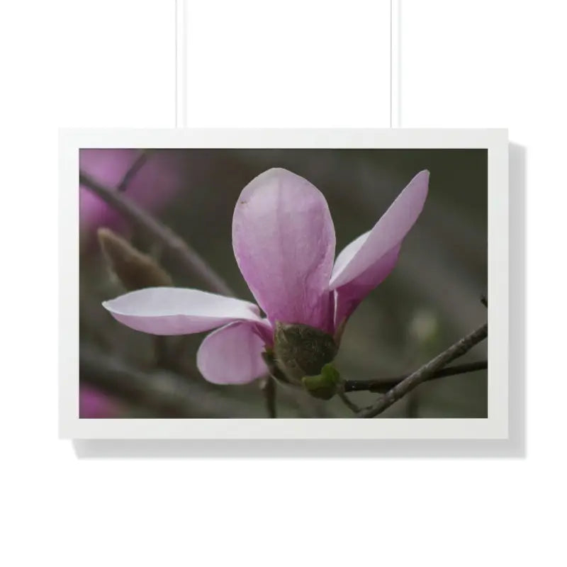 Pink Magnolia Framed Horizontal Poster: Elegance in Every Size! - 30’’ x 20’’ / White Poster