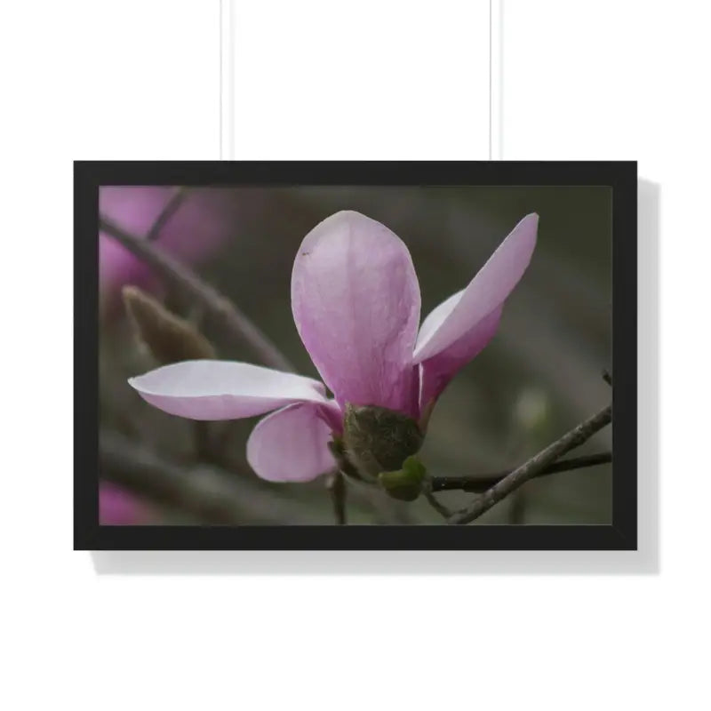 Pink Magnolia Framed Horizontal Poster: Elegance in Every Size! - 30’’ x 20’’ / Black Poster