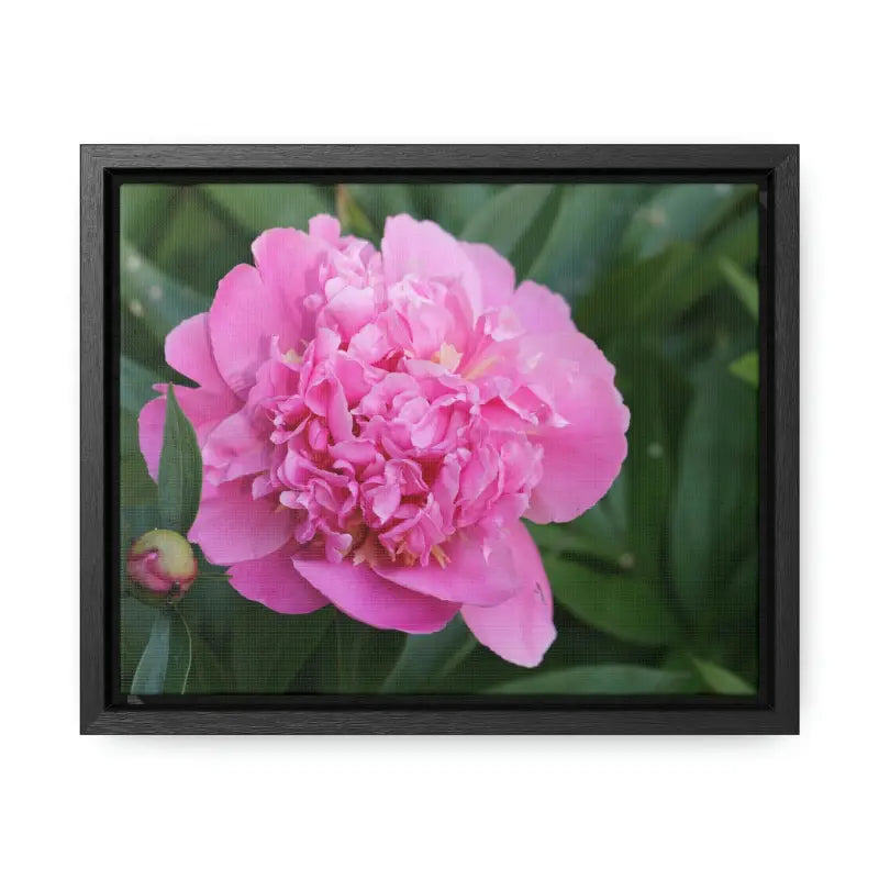 Transform your Space with Pink Peony Gallery Canvas Wraps - 10″ x 8″ / Black / Premium (1.25″)