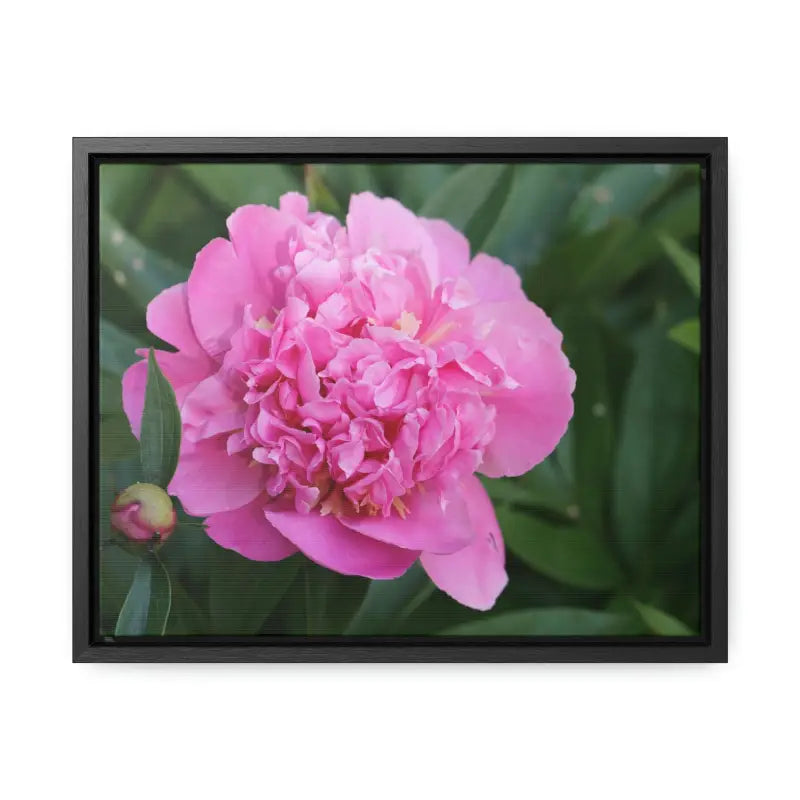 Transform your Space with Pink Peony Gallery Canvas Wraps - 14″ x 11″ / Black / Premium (1.25″)