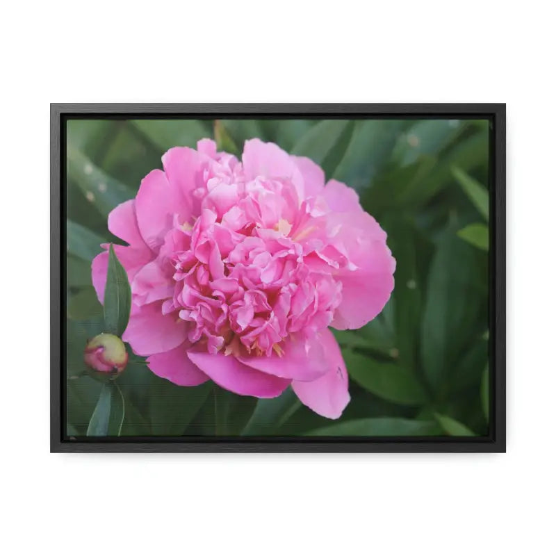 Transform your Space with Pink Peony Gallery Canvas Wraps - 16″ x 12″ / Black / Premium (1.25″)