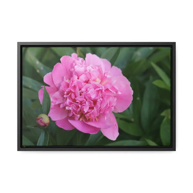 Transform your Space with Pink Peony Gallery Canvas Wraps - 18″ x 12″ / Black / Premium (1.25″)