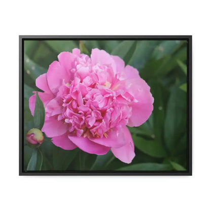 Transform your Space with Pink Peony Gallery Canvas Wraps - 20″ x 16″ / Black / Premium (1.25″)