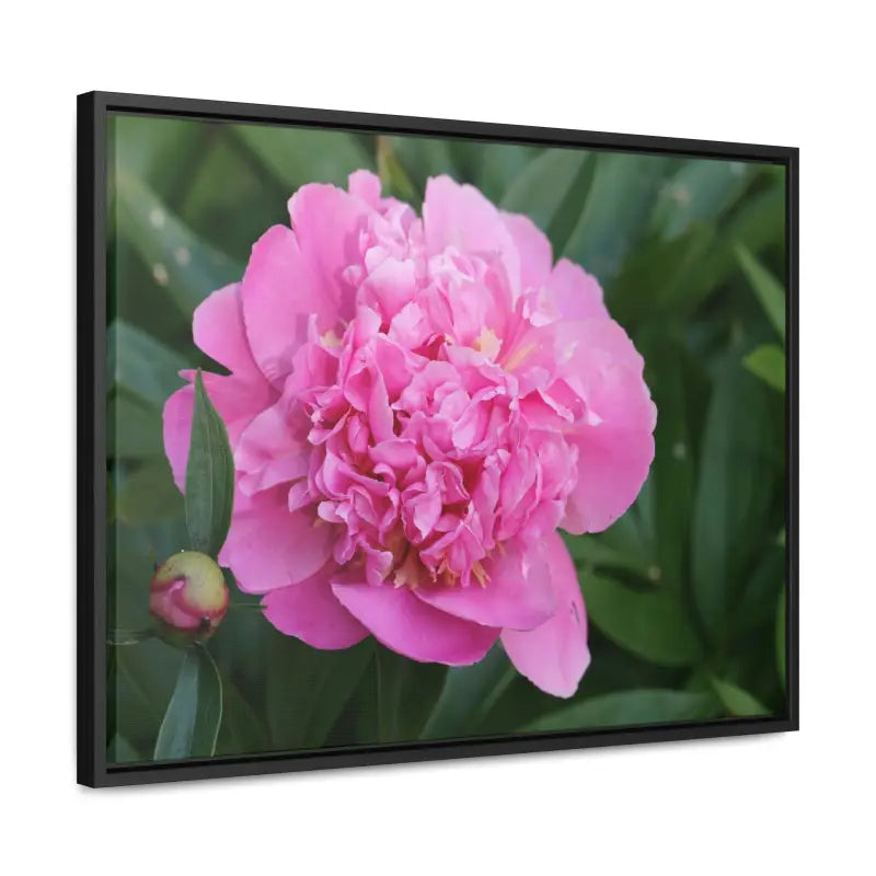 Transform your Space with Pink Peony Gallery Canvas Wraps