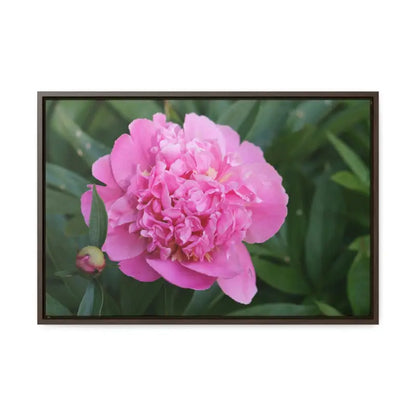 Transform your Space with Pink Peony Gallery Canvas Wraps - 24″ x 16″ / Walnut / Premium (1.25″)