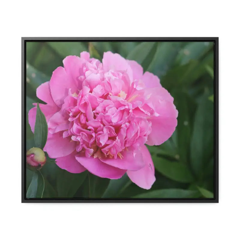 Transform your Space with Pink Peony Gallery Canvas Wraps - 24″ x 20″ / Black / Premium (1.25″)