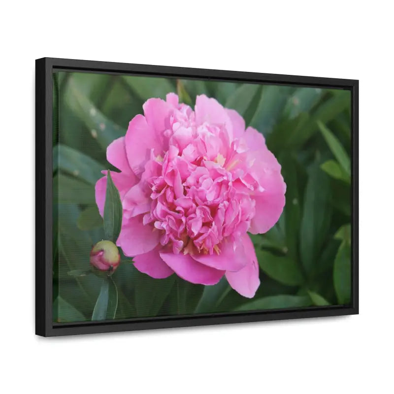 Transform your Space with Pink Peony Gallery Canvas Wraps