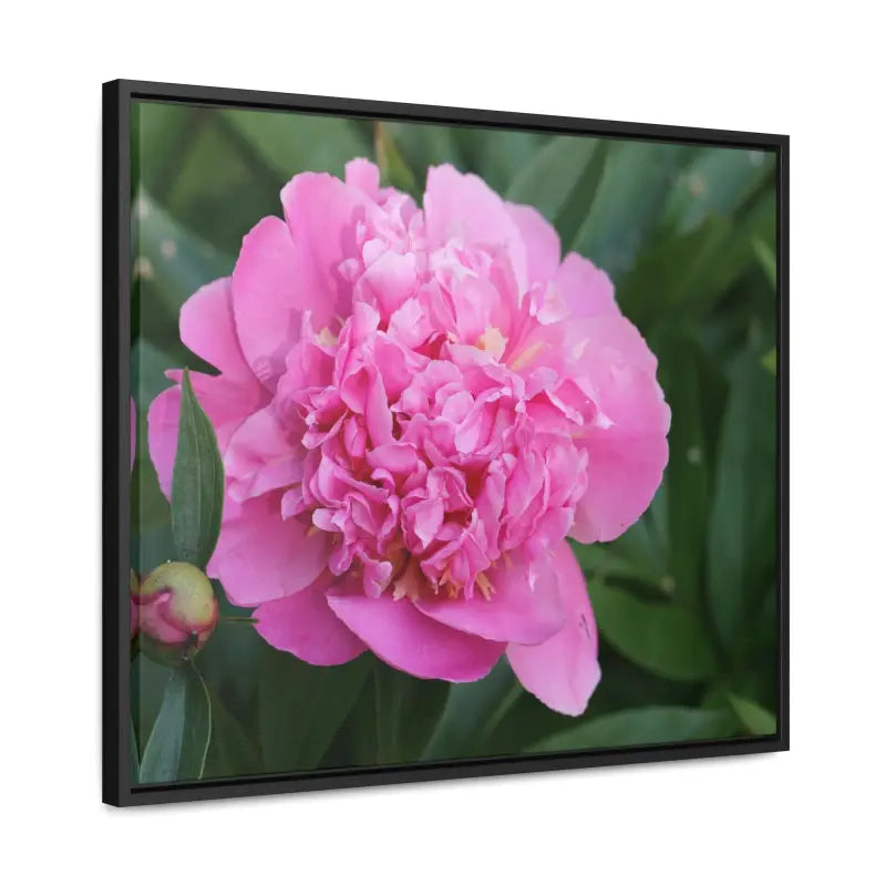 Transform your Space with Pink Peony Gallery Canvas Wraps