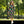 Tropical Botanicals Long Sleeve Midi Dress - Dipaliz - Dresses - Xs