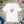 Soft Cotton Short Sleeve Tee - Lovebirds Forever - Dipaliz - T-shirts
