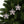 Holly Leaves Ceramic Ornaments – Christmas Decor - Dipaliz - Holiday