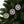 Holly Leaves Ceramic Ornaments – Christmas Decor - Dipaliz - Holiday