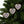 Holly Leaves Ceramic Ornaments – Christmas Decor - Dipaliz - Holiday