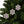 Holly Leaves Ceramic Ornaments – Christmas Decor - Dipaliz - Holiday