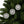 Holly Leaves Ceramic Ornaments – Holiday Decor - Dipaliz