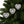 Holly Leaves Ceramic Ornaments – Holiday Decor - Dipaliz