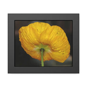 Yellow Poppy Flower Framed Paper Posters - Vibrant Wall Art - Dipaliz - 10″ x 8″ (horizontal) / Black Frame / Fine