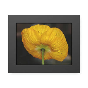 Yellow Poppy Flower Framed Paper Posters - Vibrant Wall Art - Dipaliz - 8’’ x 6’’ (horizontal) / Black Frame / Semi