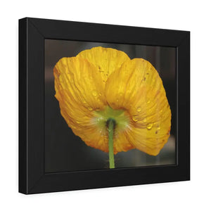 Yellow Poppy Flower Framed Paper Posters - Vibrant Wall Art - Dipaliz - Prints & Visual Artwork